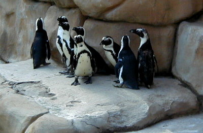 Some Jackass Penguins