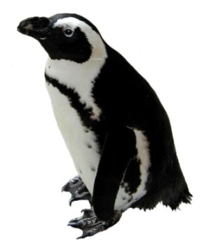 A Jackass Penguin