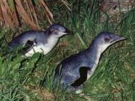 Two Little penguins in scrub land