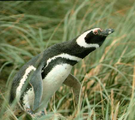 A Magellanic penguin