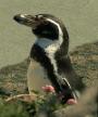 A Peruvian penguin