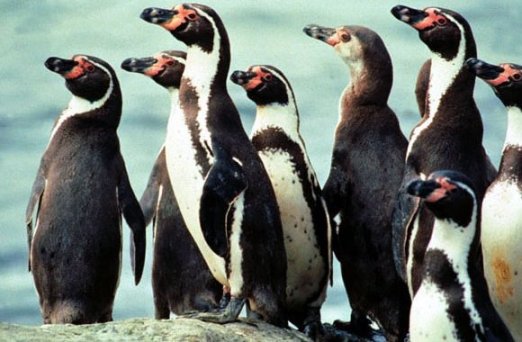 Peruvian penguins