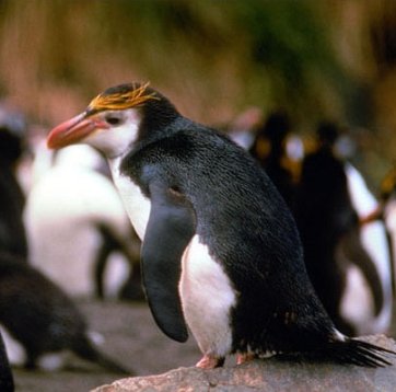 A Royal penguin