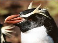 The head of a Snares Island penguin