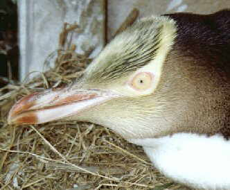 The head of a Yellow-eyed penguin