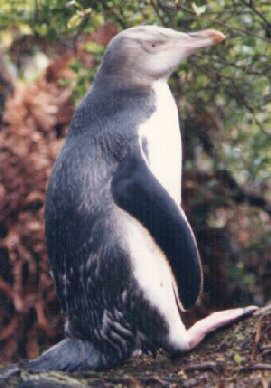 A Yellow-eyed penguin