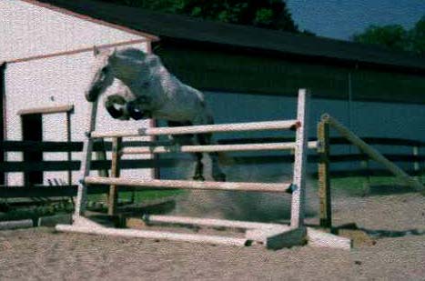 His first time jumping 4'.  He didn't hesitate