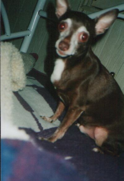 taz
