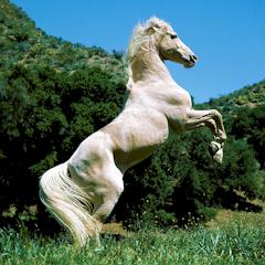 Thowra, the Silver Brumby. the one who started it all. Click to go to his rpg