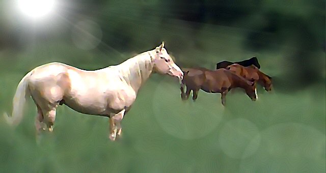 Waiirri, White Sky Stallion and son of Barega