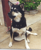 Tara