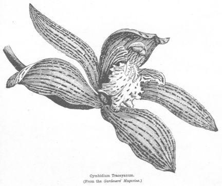 Cymbidium Tracyanum