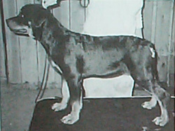 AKC-Pointed Bets