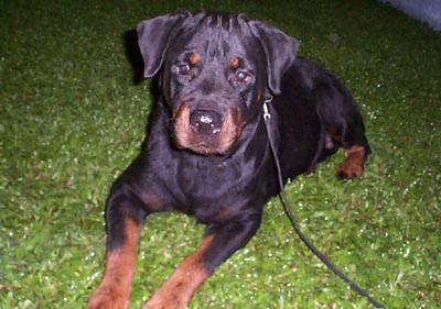 Phil Ch Brandy