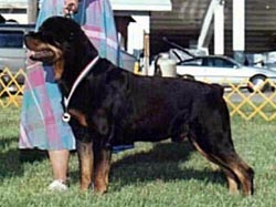 BIS/Select Am Ch Ironwood's Cade, CD