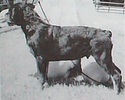 AKC-Pointed Chief