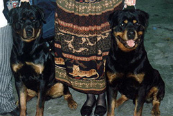 Am Ch Joe & Am Ch Rueger