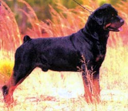 Am Ch Kostlich Maverick Von Ursa 