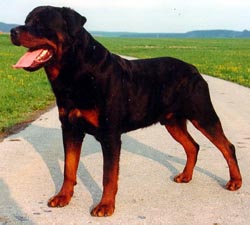 Nero Vom Schloss Rietheim 