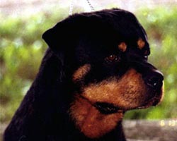 Am Ch Rueger