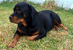 Phil Ch Voyager