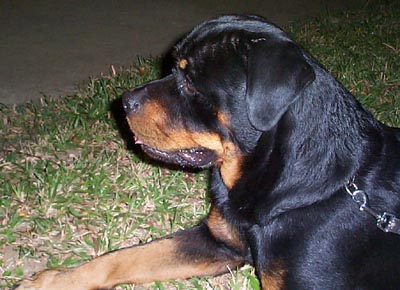 Phil Ch Voyager