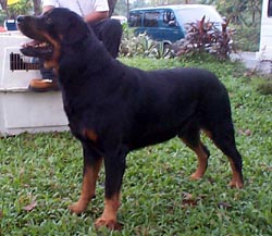 Phil Gr/Am Ch Yankton