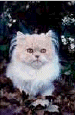 cat16