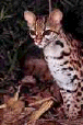 cat25
