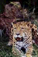 cat33