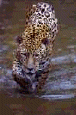 cat34