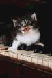cat43