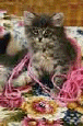 cat44