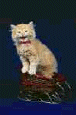 cat49