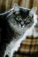 cat52
