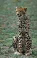 cat8