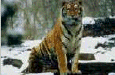 cat17