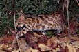 cat19