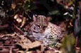 cat23
