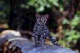 cat27