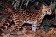 cat28
