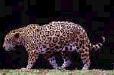 cat31