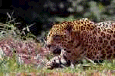 cat32