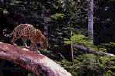 cat36