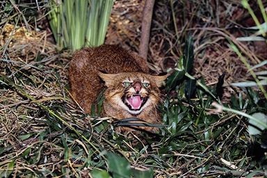 cat1