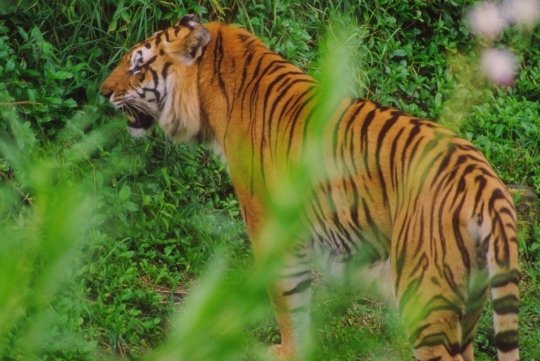 tiger2