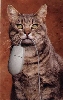 Catmouse