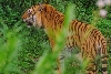 tiger2