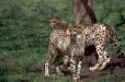 cat10