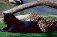 cat11